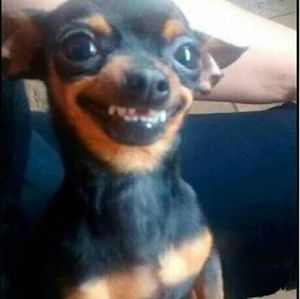 Meet your Posher, Yasser